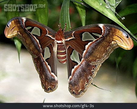 
                Schmetterling, Atlasfalter                   