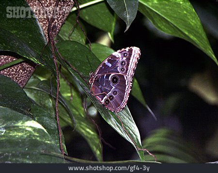 
                Schmetterling, Nymphalidae                   