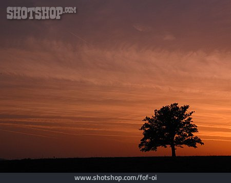 
                Sonnenuntergang, Baum                   