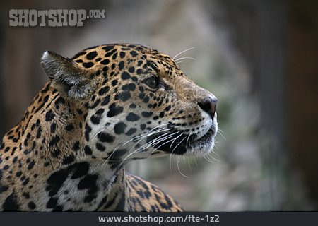 
                Jaguar                   