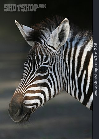 
                Tiere, Zebra                   