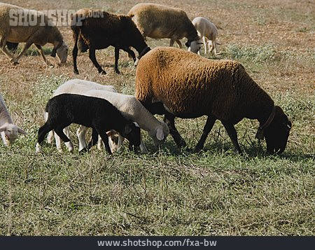 
                Schaf, Lamm, Schafherde                   