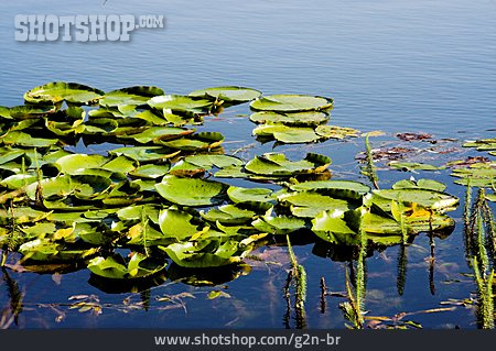 
                Wasserpflanze, Teich, Seerosenblätter                   
