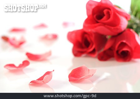
                Rose, Rosenblätter                   