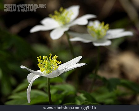
                Blüte, Anemone                   