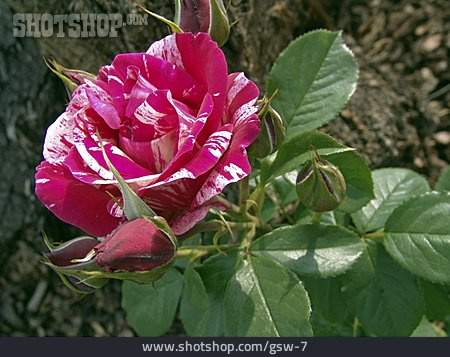 
                Rose, Blüte                   
