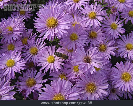 
                Aster                   