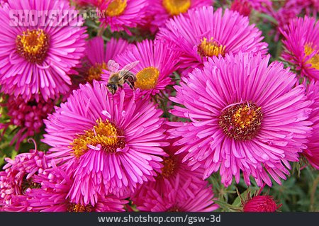 
                Blüte, Aster                   