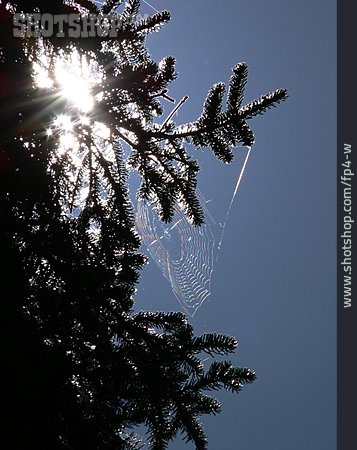 
                Spider Web, Branch                   