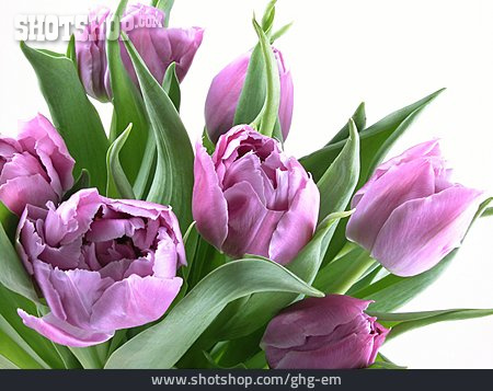 
                Tulip, Bouquet                   