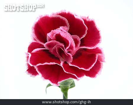 
                Blossom, Carnation                   
