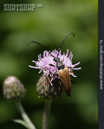 
                Käfer, Rothals-bock                   