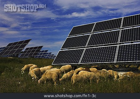 
                Schaf, Solarzellen                   