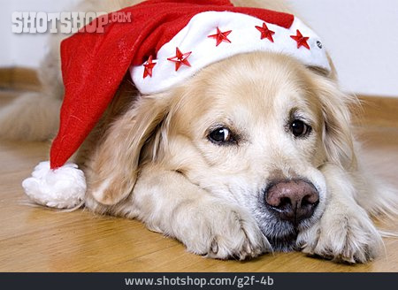 
                Hund, Weihnachtsmütze, Wachsam                   