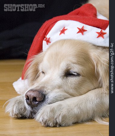 
                Schlafen, Hund, Weihnachtsmütze                   