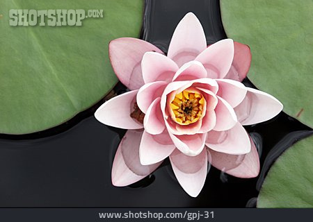 
                Blüte, Lotusblüte                   