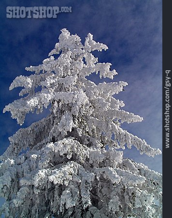 
                Winter, Nadelbaum, Schneebedeckt                   