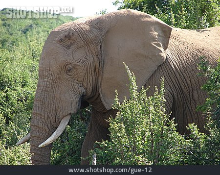
                Elefant, Tierporträt                   