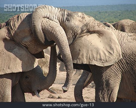 
                Kampf, Elefant                   