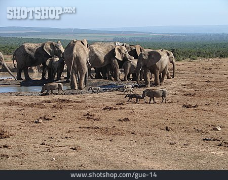 
                Wasserstelle, Elefant                   