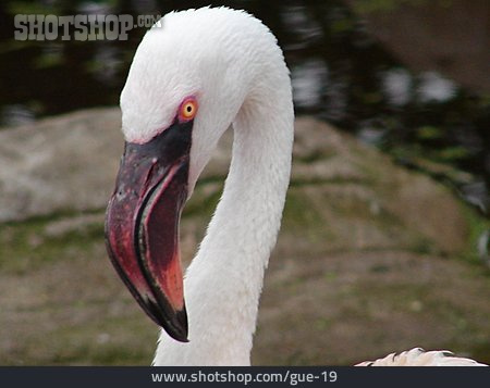 
                Tierportrait, Flamingo                   
