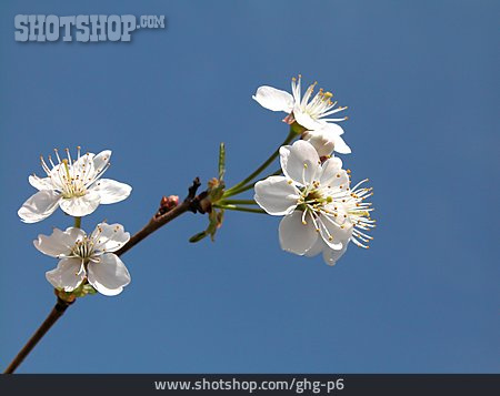 
                Blüte, Kirschblüte, Kirschbaum                   