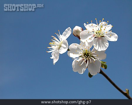 
                Blüte, Kirschblüte                   