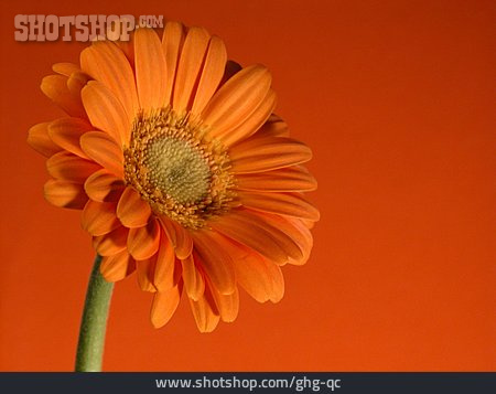 
                Blume, Blüte, Orange, Gerbera                   