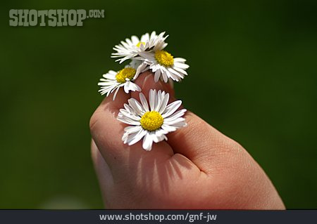 
                Hand, Gänseblümchen                   