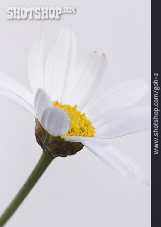 
                Blüte, Margerite                   