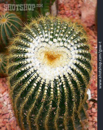 
                Kaktus, Herzförmig                   