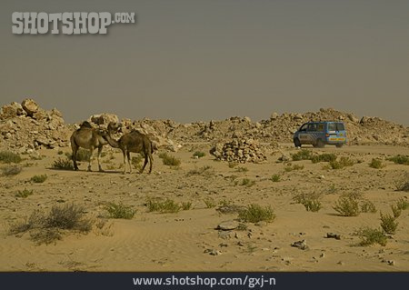 
                Wüste, Safari, Mauretanien                   