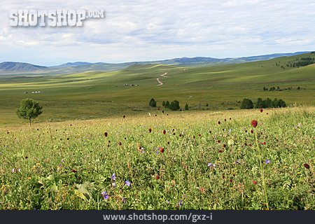 
                Gräser, Weite, Mongolei                   