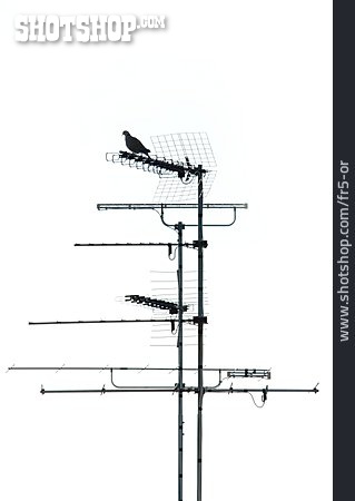 
                Antenne, Taube                   