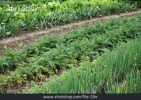 
                Garten, Möhren, Anbau, Gemüsegarten                   