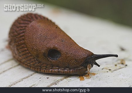 
                Schnecke, Nacktschnecke                   