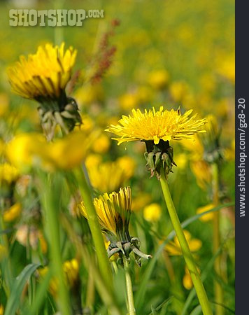 
                Blüte, Löwenzahn                   