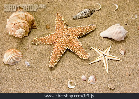 
                Sand, Muschel, Seestern                   
