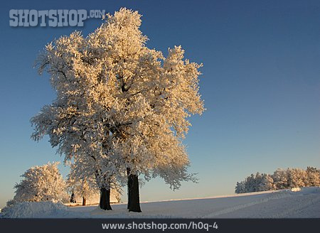 
                Winter, Winterlandschaft, Schnee                   