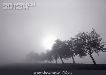 
                Sonne, Nebel, Bäume                   
