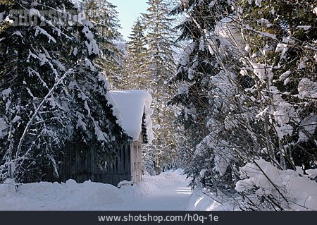 
                Wald, Winter, Hütte                   