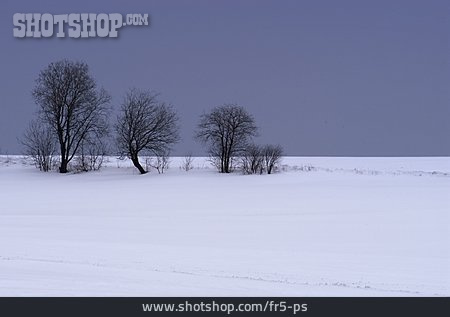 
                Baum, Schnee, Schneedecke                   