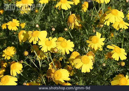 
                Blumenwiese, Gelbe Margerite                   