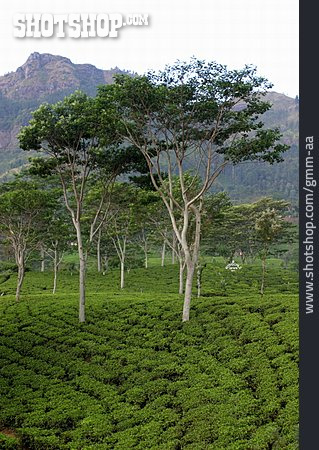 
                Teeplantage, Teepflanze                   