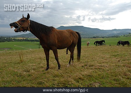 
                Pferd, Wiehern                   