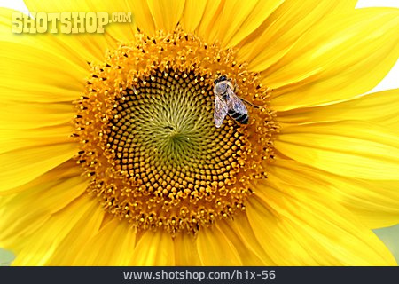 
                Sonnenblume, Biene                   