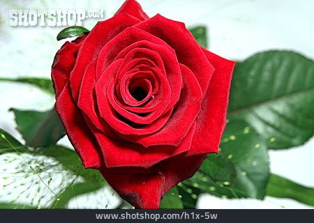 
                Rose, Rot                   