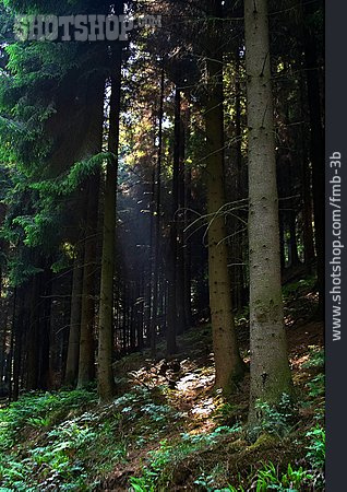 
                Wald, Lichtstrahl                   