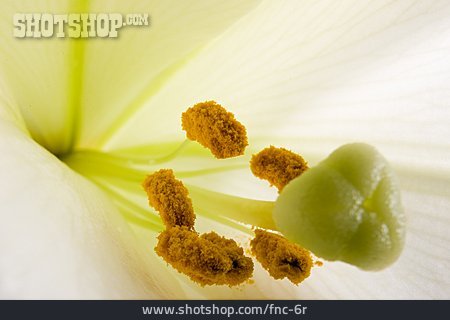 
                Lilie, Staubblätter, Fruchtblatt                   