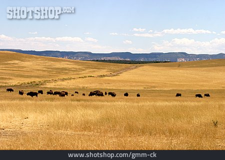 
                Weite, Büffel, Büffelherde, Amerikanischer Bison                   